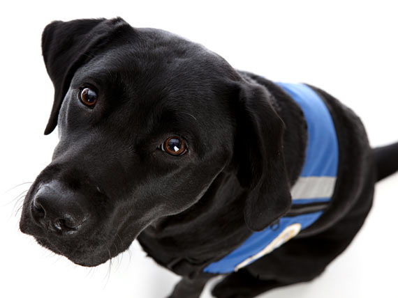 Labrador Service Dog