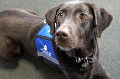 Labrador Service Dog