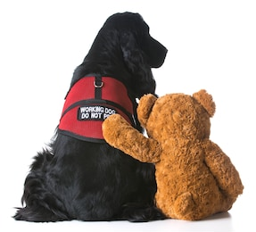 Service Dog